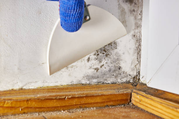 Best Real Estate Mold Inspection  in Brimfield, OH
