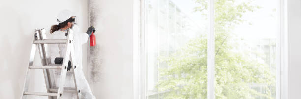 Best Black Mold Removal  in Brimfield, OH